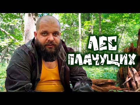 Видео: Разведка леса плачущих, поиск брошенного поселения, мистика рядом
