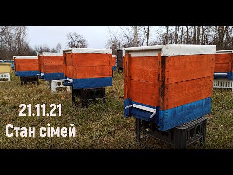Видео: 21.11.21 стан сімей. Як зформувалися клуби. Боротьба з мишами на пасіці.
