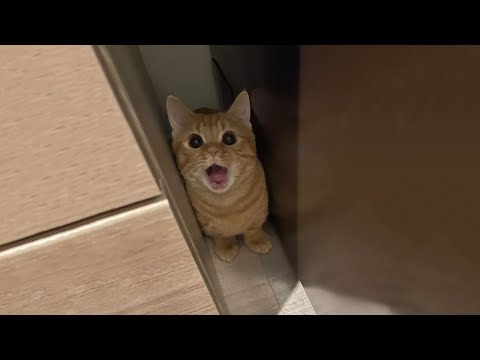 Видео: Самые смешные видео с кошками 2025 года 😹 Постарайтесь не смеяться 😂 Часть 14