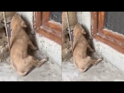 Видео: Маленький щенок прячется в углу и громко кричит: «Пожалуйста, не трогайте меня»!