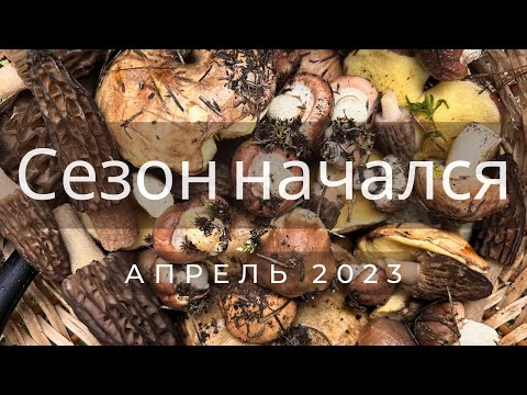 Видео: СЕЗОН НАЧАЛСЯ! МАСЛЯТА в апреле! Сморчки! Первые Грибы 2023 года!
