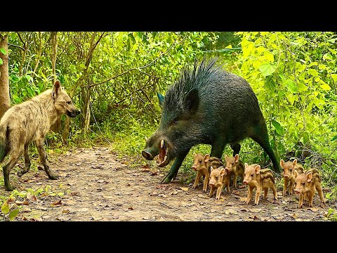 Видео: Я в шоке! Кабаниха 🐗 против волка 🐺 — мощно! ❤️👍