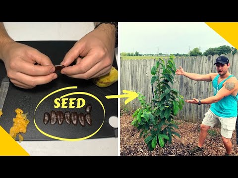 Видео: Как вырастить папайю из семян! | Невероятно редкое морозостойкое фруктовое дерево, которое вы дол...