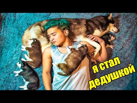 Видео: КАК Я СТАЛ Q-ПОППЕРОМ | BLACK DIAL TEDDY