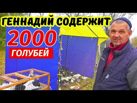 Видео: Осенняя ярмарка голубей 2025 удивляет! г.Павлоград 18.10.2025 1-я ч.