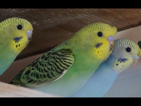 Видео: Вылет первых птенцов в клетках у волнистых попугаев.