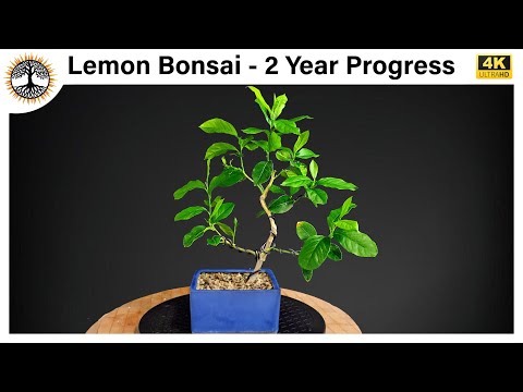Видео: Лимонный бонсай — прогресс за 2 года