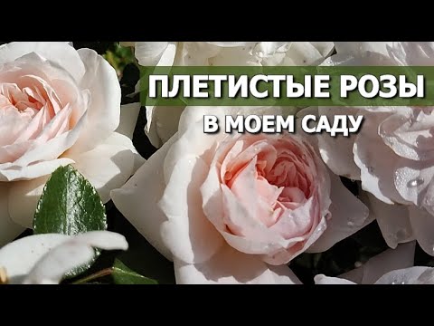 Видео: 22 ПЛЕТИСТЫХ РОЗЫ В МОЕМ САДУ | ПЛЕТИСТЫЕ РОЗЫ: СОРТА, ХАРАКТЕРИСТИКИ, ОПИСАНИЕ