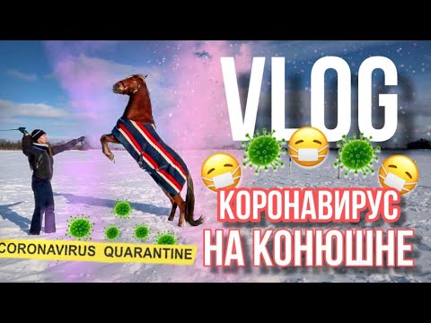 Видео: VLOG: НЕ СОБЛЮДАЮ КАРАНТИН? | ВОЗОБНОВЛЯЕМ РАБОТУ С ЖУ