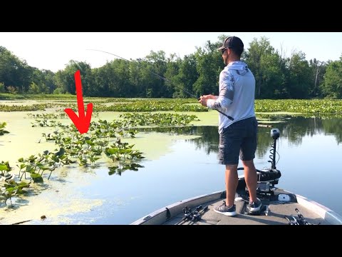 Видео: 90% кувшинок не удерживают бас (но эти удерживают)