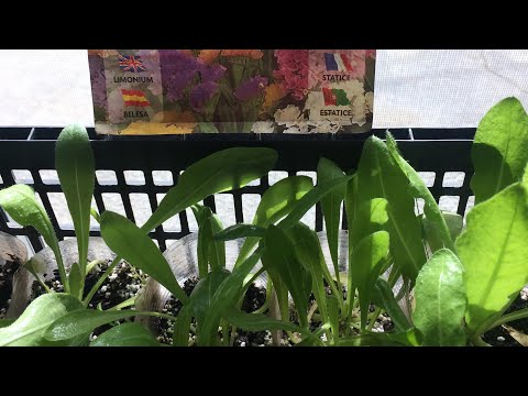 Видео: СТАТИЦА(сухоцвет)14.02.24 подкормка полив рассады