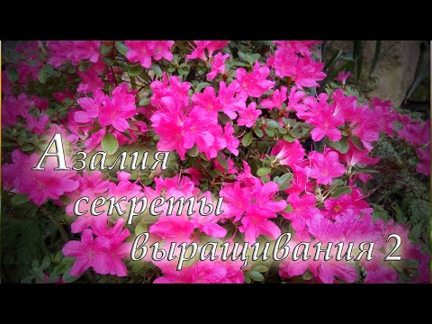 Видео: Азалия - секреты выращивания 2