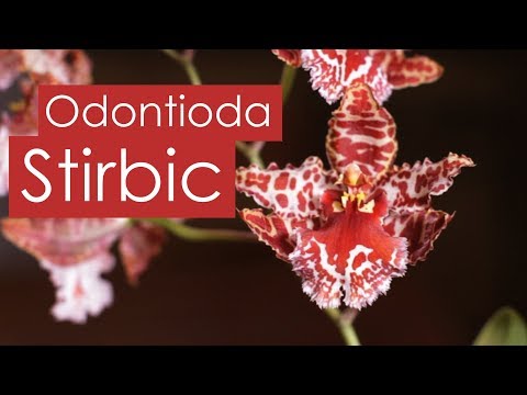 Видео: Odontioda Stirbic. Уход за орхидеей Камбрия