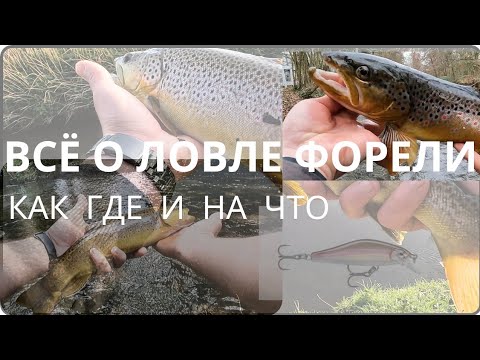 Видео: Ловля ФОРЕЛИ на спиннинг, как подобрать место, на что ловить? #troutfishing #ловляфорели #рыбалка