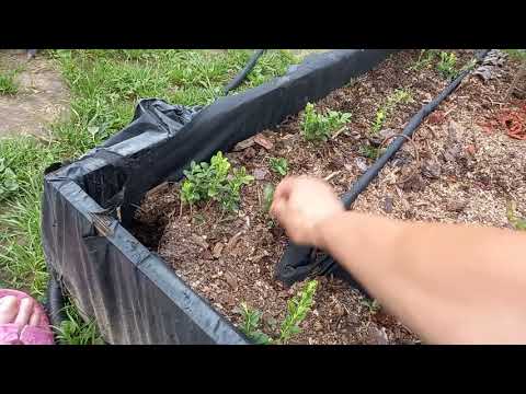 Видео: брусника три сорта в моем саду