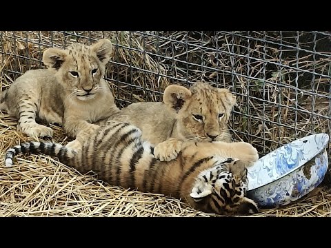 Видео: Малышам лишь бы побороться! Парк львов Тайган ❤️ 
