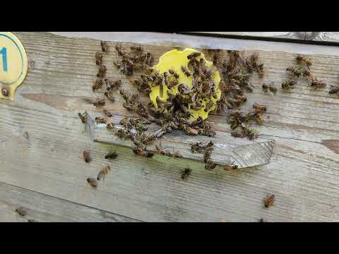 Видео: Отбор мёда невозможен в таком случае....