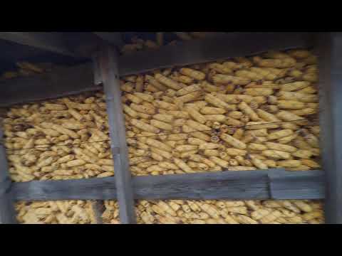 Видео: кукуруза в початках зберігання