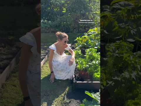 Видео: САЛАТЫ БЕЗ ГОРЕЧИ ДЛЯ ОГОРОДА ИЛИ КАШПО #огороднаподоконнике #урожай #дачныйсовет