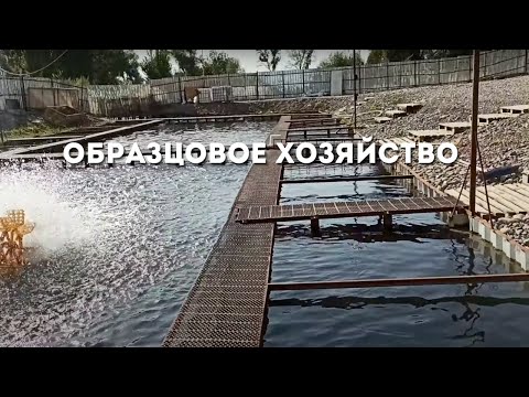 Видео: Образцово-показательное хозяйство.Сапаттуу балык чарбасы.Чуй-Токмок.