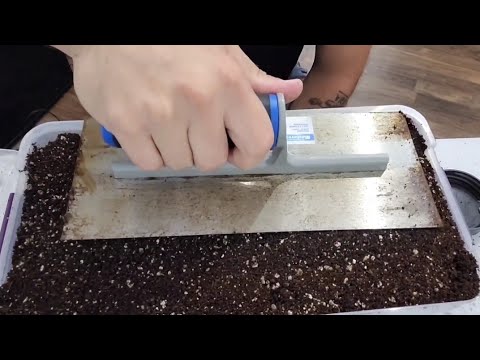 Видео: Как выращивать грибы дома: Shoebox Tek