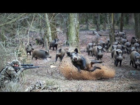 Видео: Адреналиновая охота — преследуем и укладываем дикого кабана идеальным выстрелом!