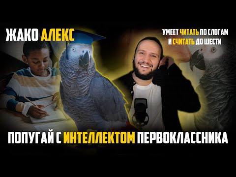 Видео: Попугай Алекс: интеллект как у первоклассника