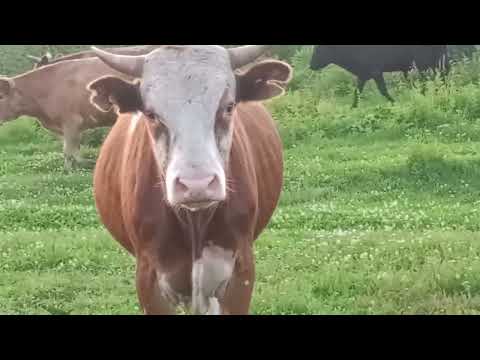 Видео: Быки на летнике ▶ июль 2023