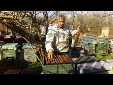 Видео: 2-х и 3-х маточное содержание (продолжение) - Отвечаем подписчикам и хейтерам.