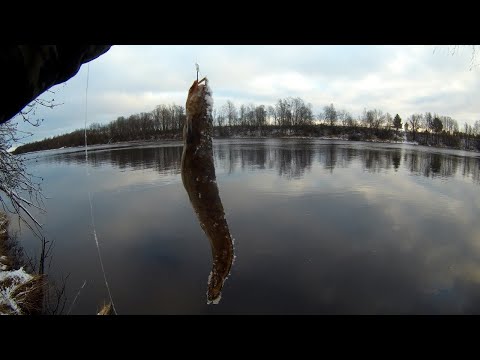 Видео: ПРОВЕРИЛ ДОНКИ И ОБАЛДЕЛ ПОЙМАЛ НАЛИМА НА РЕКЕ ШУЯ||ГОТОВКА НА ГРИЛЕ И ПЛИТКЕ ОТ NAMILUX