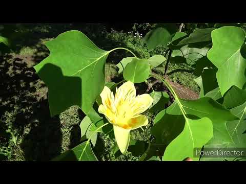 Видео: Тюльпановое дерево или лирадендрон/ тюльпанове дерево, або лірадендрон