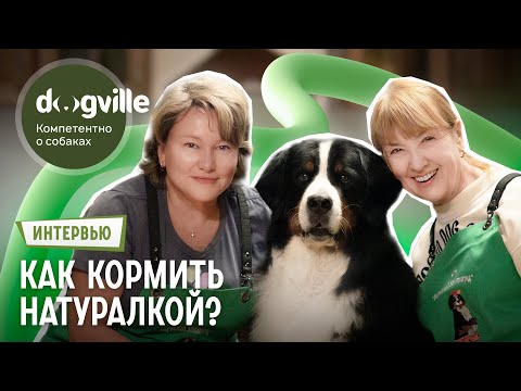 Видео: Как кормить собаку натуралкой? – Интервью с владелицами бернских зенненхундов