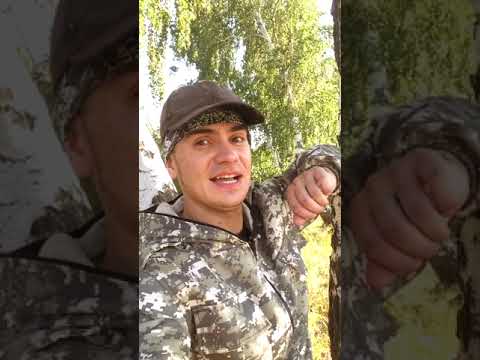 Видео: Открыл сезон заготовка Березовых Веников, делаю сушку для веников! #Shorts