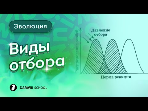Видео: Тема №1: Виды отбора