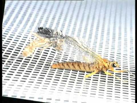 Видео: Рыбалка Роман Мозер  фильм первый подёнка.