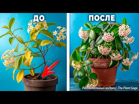 Видео: У ХОЙЯ ЖЕЛТЕЮТ ЛИСТЬЯ? СРОЧНЫЕ МЕРЫ, КОТОРЫЕ СПАСУТ ЕЁ!