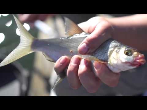 Видео: Рыбалка на леща