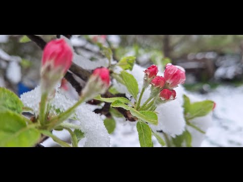 Видео: Сняг през април - как да защитим растенията в градината