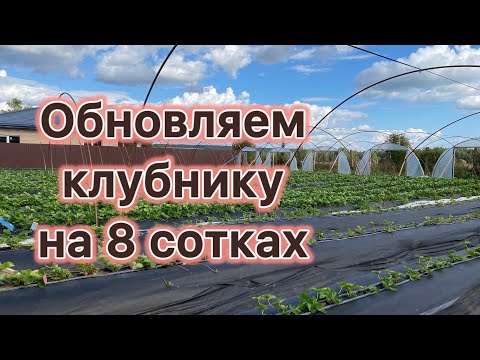 Видео: Новая посадка клубники на 8 сотках.