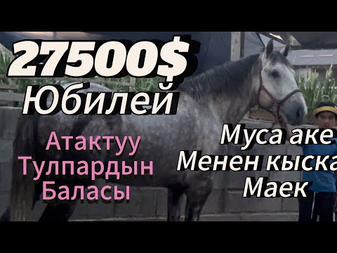 Видео: Муса аке менен кыскача майек Юбилей 27500$ алынган Аты менен таныштык