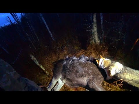 Видео: Живём в Тайге.Добыли Лося.Вывозим Мясо.Жарим Печень Сохатого.(часть4)