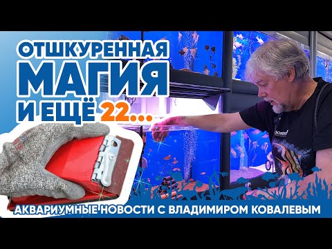 Видео: Новости аквариумного магазина с Владимиром Ковалевым (11.07.24). Отшкуренная магия и еще 22...
