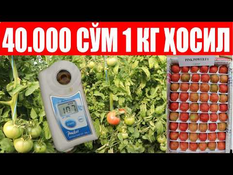 Видео: Пинк Повер F1-1 кг меваси 40.000 сўмдан сотилаётган чемпион пушти помидор (Pink Power F1-Sakata)