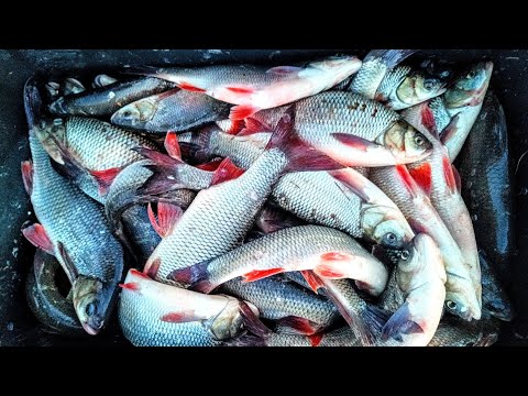 Видео: Вертушки MEPPS бессмертная классика или поклевки на каждом забросе Рыбалка на спиннинг Рыбалка 2024