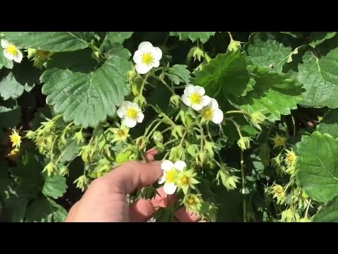 Видео: СУПЕР ПОДКОРМКА клубники во время цветения. Три варианта подкормки для большого и здорового урожая.