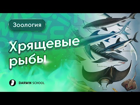 Видео: Тема №11: хрящевые рыбы