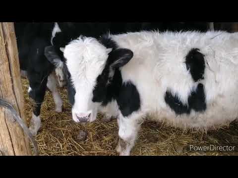 Видео: Чёрно-пёстрые бычки 8 месяцев
