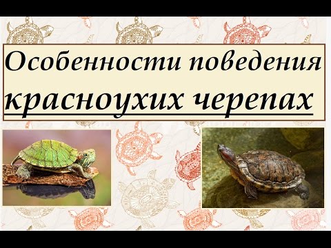 Видео: Особенности поведения красноухих черепах