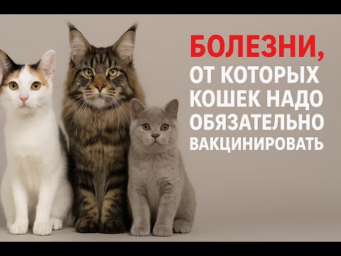 Видео: Болезни, от которых кошек надо обязательно вакцинировать