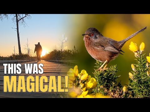 Видео: В погоне за дартфордской камышевкой на рассвете || Фотографии дикой природы || Nikon Z8